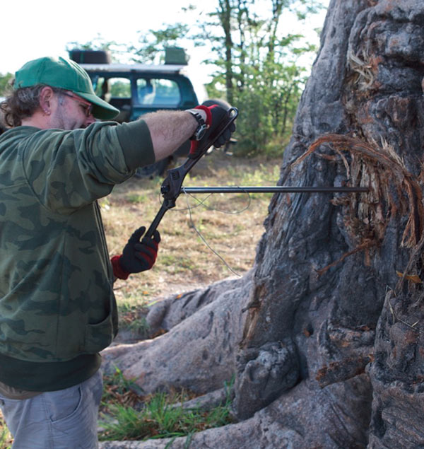 Dr Grant Hall coring a Baobab