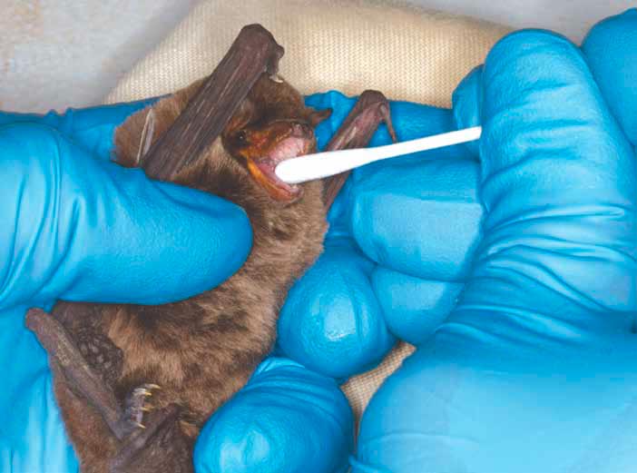 Bats as reservoirs of zoonotic infectious agents