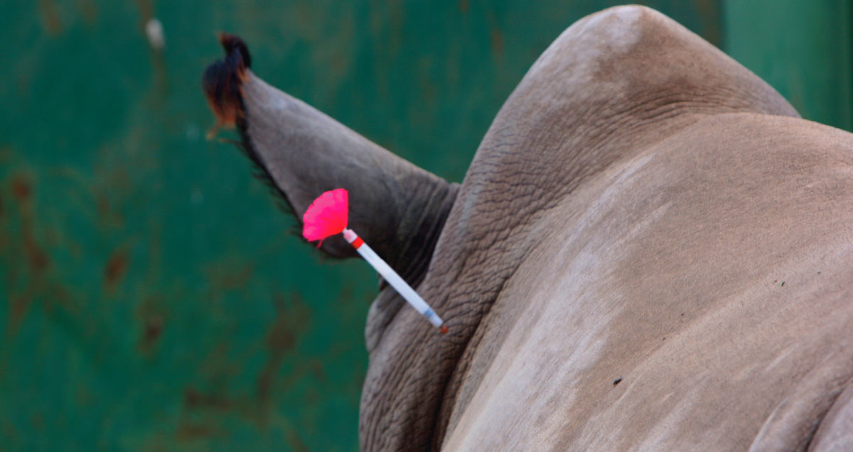 Reducing the risks of wildlife capture and anaesthesia