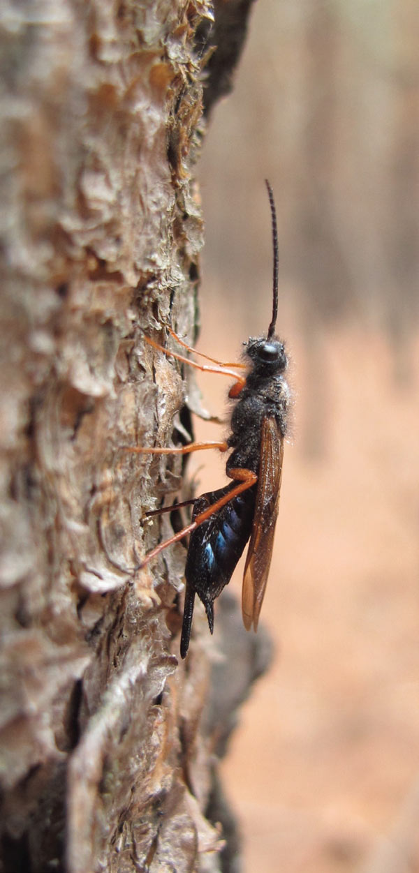 Sirex wasp female ovipositing