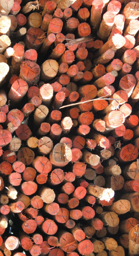 Wood from Eucalyptus grandis